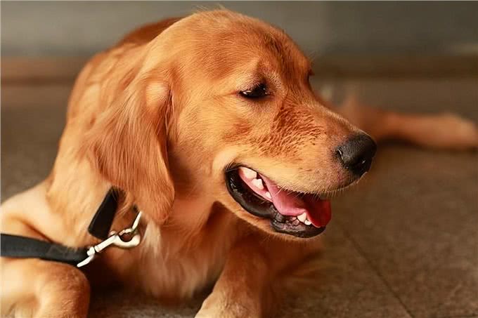 这6种狗很护主，忠诚度高，养到要珍惜了