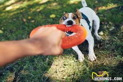 牵狗时的4大禁忌：爱犬负担的来源与影响
