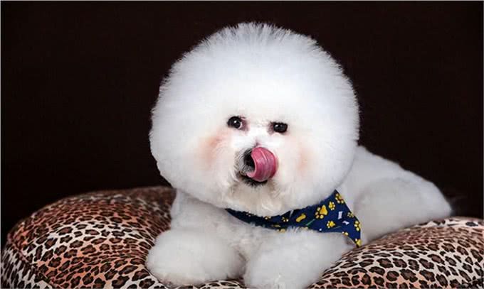 6个理由告诉你，为什么比熊犬让人欲罢不能，连我都想养一只!