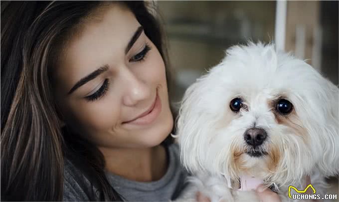 6个理由告诉你，为什么比熊犬让人欲罢不能，连我都想养一只!