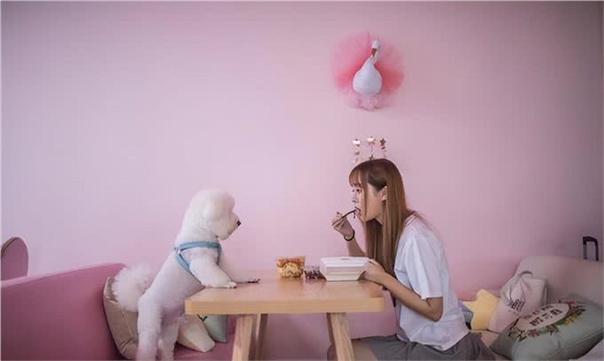 6个理由告诉你，为什么比熊犬让人欲罢不能，连我都想养一只!