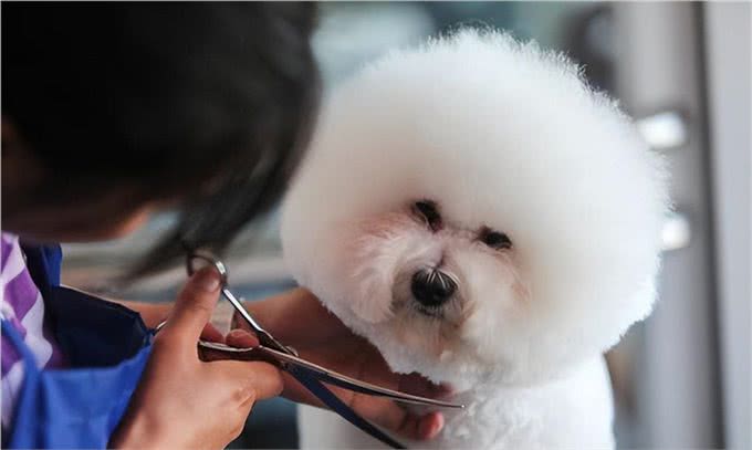 6个理由告诉你，为什么比熊犬让人欲罢不能，连我都想养一只!