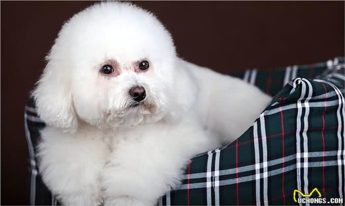 6个理由告诉你，为什么比熊犬让人欲罢不能，连我都想养一只!