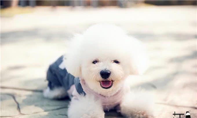 6个理由告诉你，为什么比熊犬让人欲罢不能，连我都想养一只!