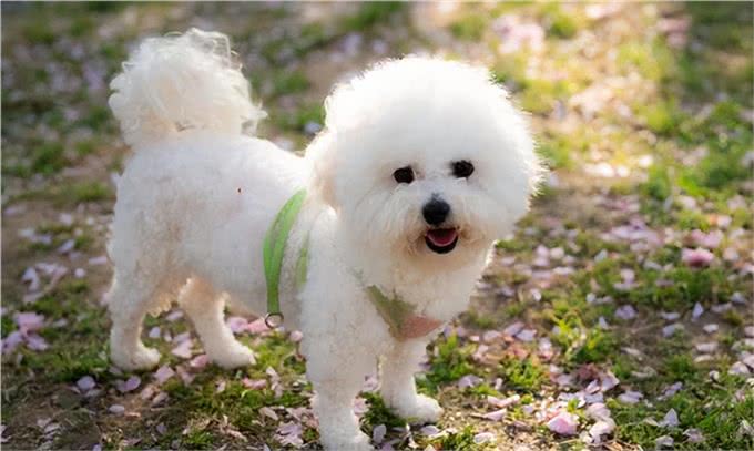 6个理由告诉你，为什么比熊犬让人欲罢不能，连我都想养一只!