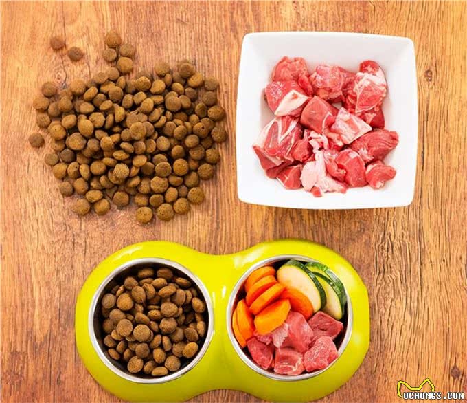 6个理由告诉你，为什么比熊犬让人欲罢不能，连我都想养一只!