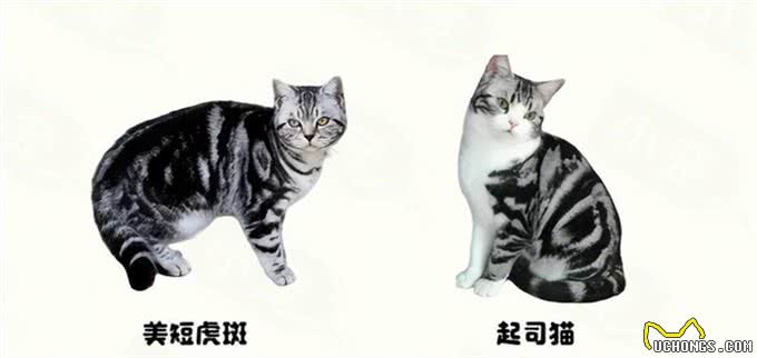 猫咪种类这么多，你知道你家猫源自哪里吗?