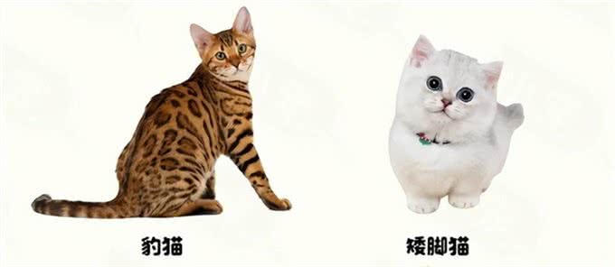 猫咪种类这么多，你知道你家猫源自哪里吗?