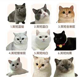 猫咪种类这么多，你知道你家猫源自哪里吗?