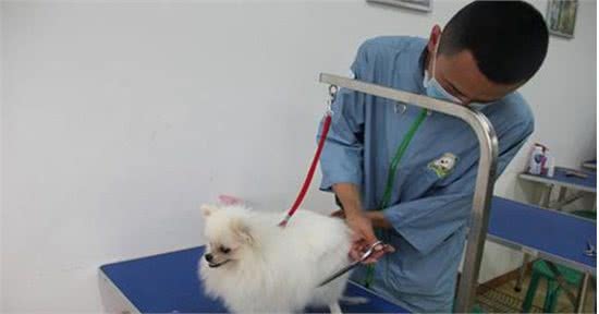 学会给狗美容是一种怎样的体验?教你给宠物狗狗美容的7个方法!