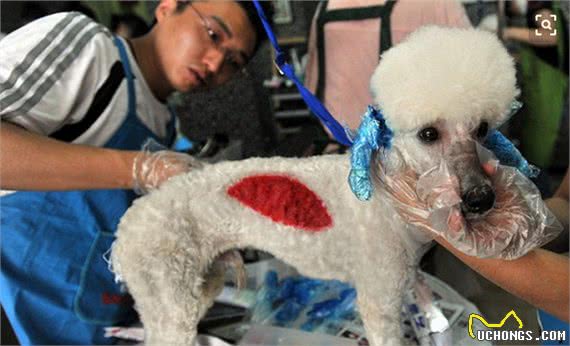 学会给狗美容是一种怎样的体验?教你给宠物狗狗美容的7个方法!