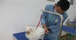 学会给狗美容是一种怎样的体验?教你给宠物狗狗美容的7个方法!