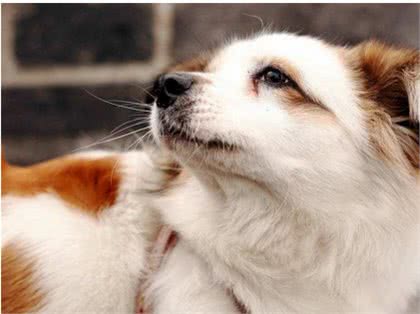 狗狗也会患有抑郁症，怎样让狗狗开心起来呢?