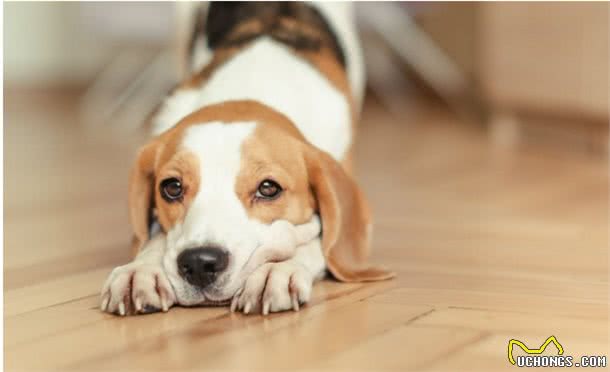 狗狗也会患有抑郁症，怎样让狗狗开心起来呢?