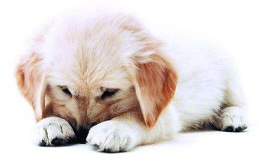 狗狗也会患有抑郁症，怎样让狗狗开心起来呢?