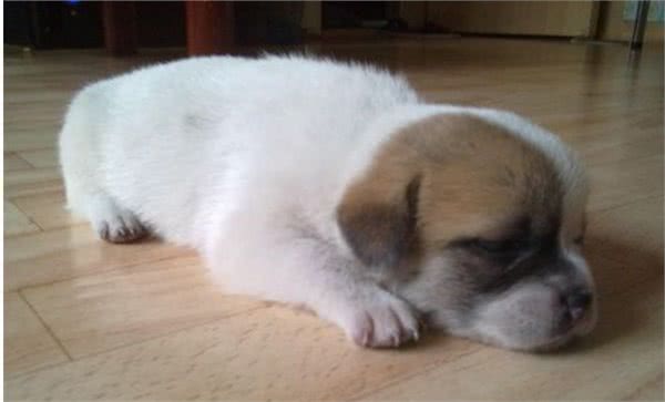 狗狗也会患有抑郁症，怎样让狗狗开心起来呢?