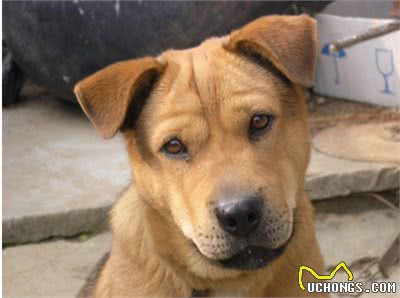 狗狗也会患有抑郁症，怎样让狗狗开心起来呢?