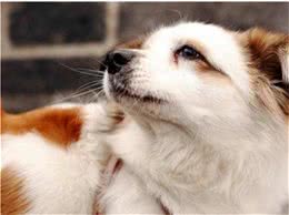 狗狗也会患有抑郁症，怎样让狗狗开心起来呢?