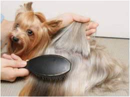 养狗须知:狗狗营养不良影响毛发怎么办?