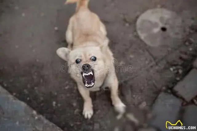 强烈建议立法:对宠物狗出门不拴绳的，依法捕杀，并对狗主人严惩