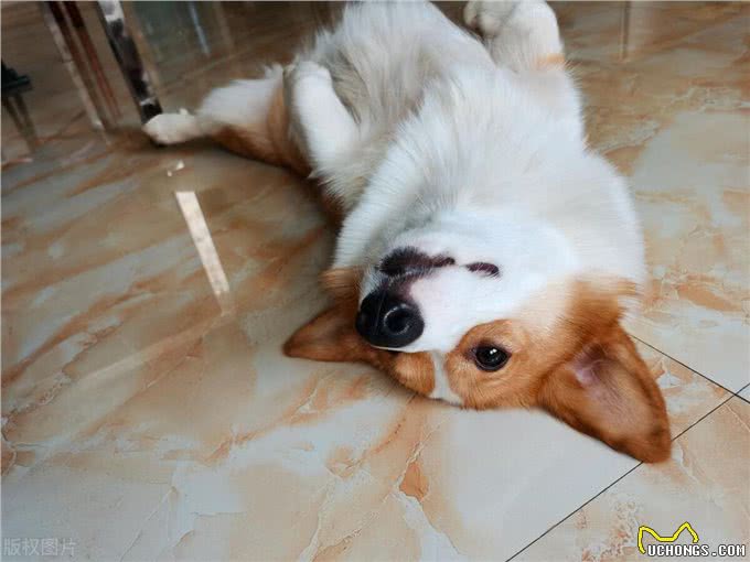 夏天狗狗身上味道太重?几招轻松解决