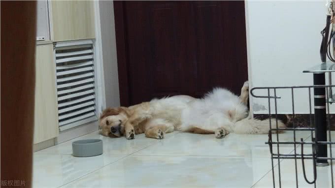 夏天狗狗身上味道太重?几招轻松解决