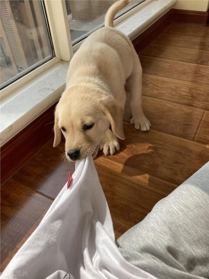 夏天狗狗身上味道太重?几招轻松解决