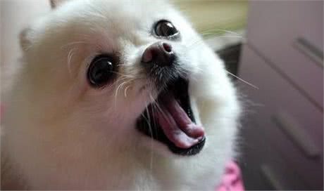 这些爱撒娇的狗狗中，让你最无法抵抗的是谁?