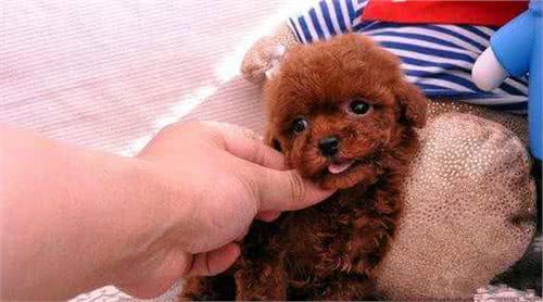 这些爱撒娇的狗狗中，让你最无法抵抗的是谁?