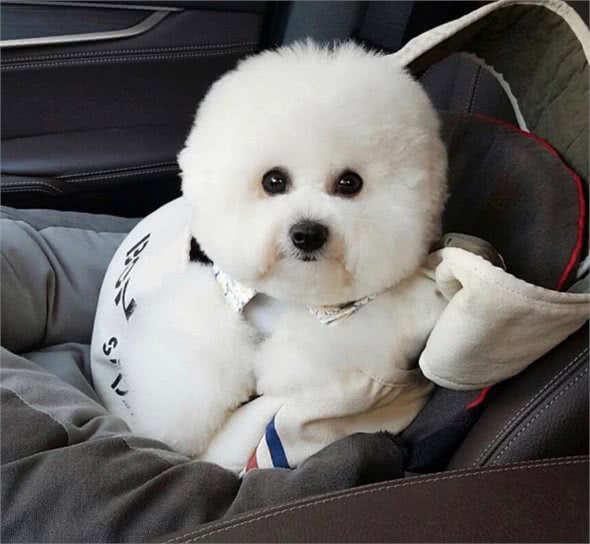 这些爱撒娇的狗狗中，让你最无法抵抗的是谁?