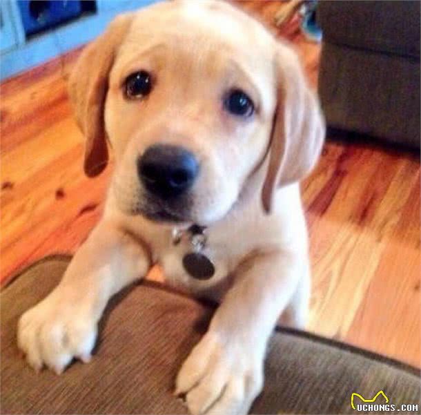 这些爱撒娇的狗狗中，让你最无法抵抗的是谁?