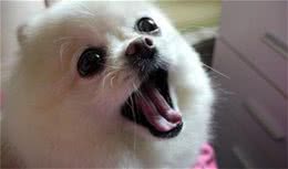 这些爱撒娇的狗狗中，让你最无法抵抗的是谁?