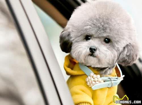 泰迪犬应该怎么养?新手刚开始养泰迪的时候应该注意什么?