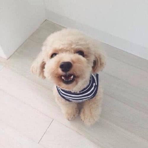 泰迪犬应该怎么养?新手刚开始养泰迪的时候应该注意什么?