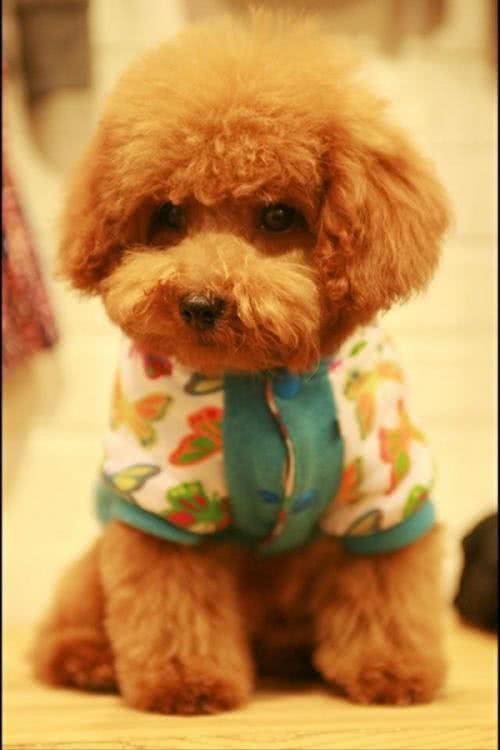 泰迪犬应该怎么养?新手刚开始养泰迪的时候应该注意什么?