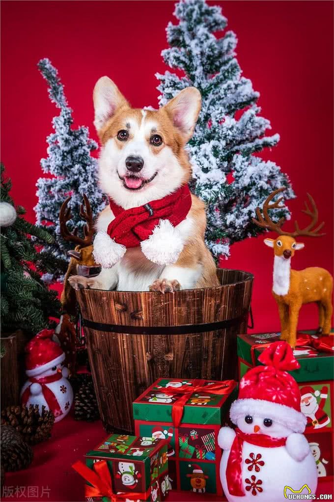 狗狗的爪子：敏感与警惕的象征