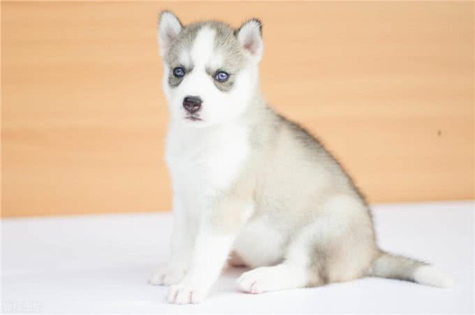 狗狗的爪子：敏感与警惕的象征