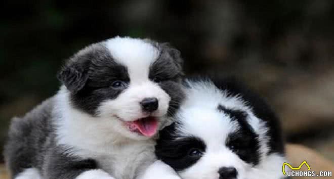 家里养了边牧，有下面5个体验，你体验过几个?