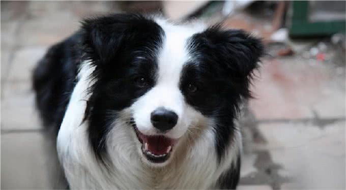 家里养了边牧，有下面5个体验，你体验过几个?