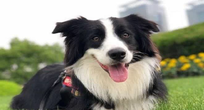 家里养了边牧，有下面5个体验，你体验过几个?