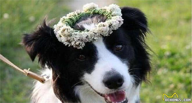 家里养了边牧，有下面5个体验，你体验过几个?