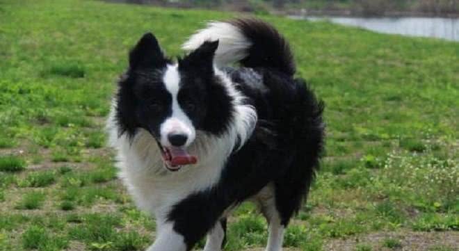 家里养了边牧，有下面5个体验，你体验过几个?