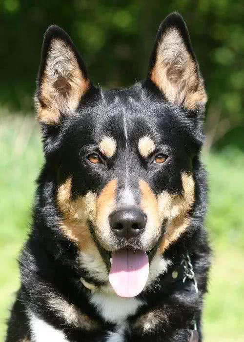 这种狗同样生活在西伯利亚，却不像哈士奇那样广为人知