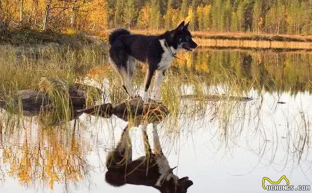 这种狗同样生活在西伯利亚，却不像哈士奇那样广为人知