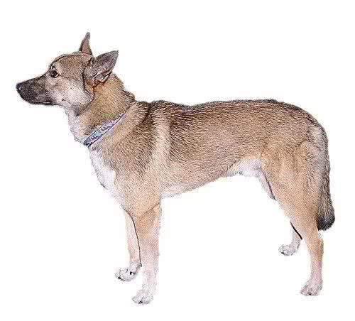 这种狗同样生活在西伯利亚，却不像哈士奇那样广为人知