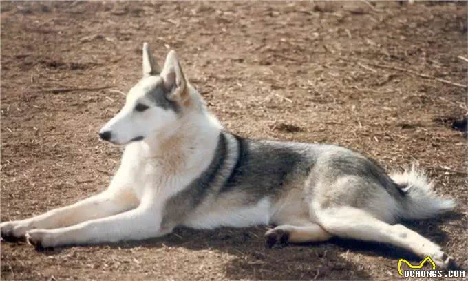 这种狗同样生活在西伯利亚，却不像哈士奇那样广为人知