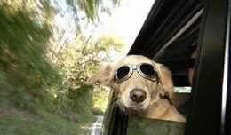 狗狗晕车怎么办?这些小技巧能帮上大忙!