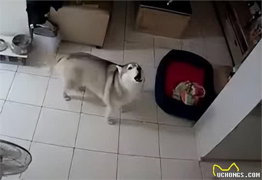 为什么狗会对警报器嚎叫?