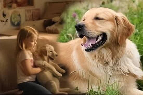 为什么狗会对警报器嚎叫?