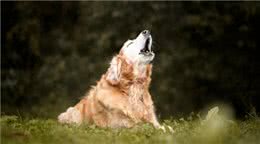 为什么狗会对警报器嚎叫?